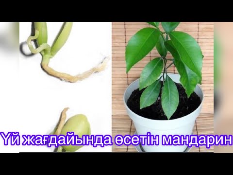 Видео: Бір ғана ДӘННЕН 🥜МАНДАРИН АҒАШЫ ӨСЕДІ