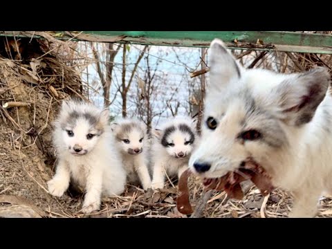 Видео: Вау! Лиса-мама с лисенком 🦊 переехали из леса ко мне домой. 🦊😘🥰❤👍👍👍