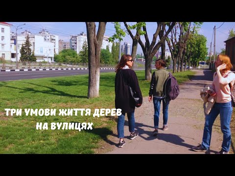 Видео: Три умови життя дерев на вулицях