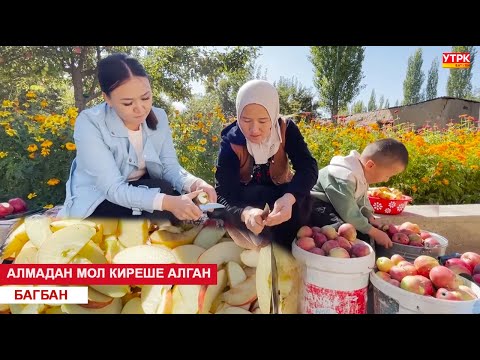 Видео: АЛМАДАН МОЛ КИРЕШЕ АЛГАН БАГБАН