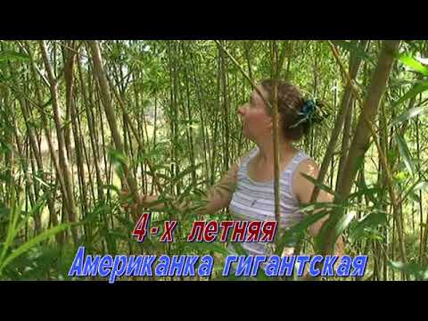 Видео: ТВЕРСКАЯ ИВА - посадка сортовых ивовых черенков. Американка гигантская, Каспийская, Волчниковая