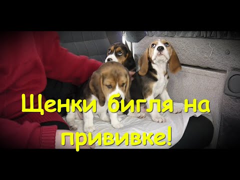 Видео: Щенки Бигля 8 недель. Делаем первые прививки!