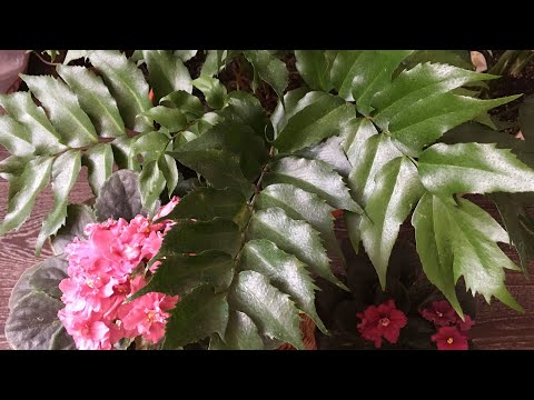 Видео: Папоротник Циртомиум. Уход. Cyrtomium falcatum Rochfordianum Japanese.