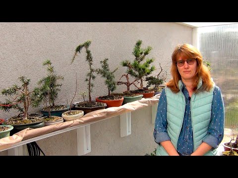 Видео: Пробуждение бонсай после зимовки.