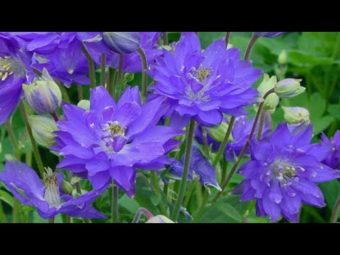 Видео: СУПЕР ЭФФЕКТНЫЙ ЦВЕТОК для ТЕНИ и СОЛНЕЧНЫХ МЕСТ в САДУ! Посадите - не пожалеете