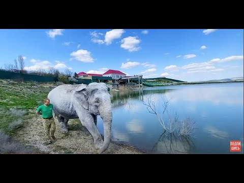 Видео: Это НЕЗАБЫВАЕМО! Слониха Джени неожиданно СТАЛА НЫРЯТЬ!