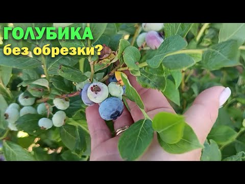 Видео: Нужна ли обрезка при выращивании ГОЛУБИКИ?