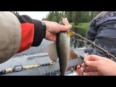 Видео: ХАРИУС В СЕВЕРНОЙ ТАЁЖНОЙ РЕКЕ