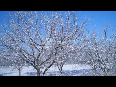 Видео: Классикалык гиластарды бутоо