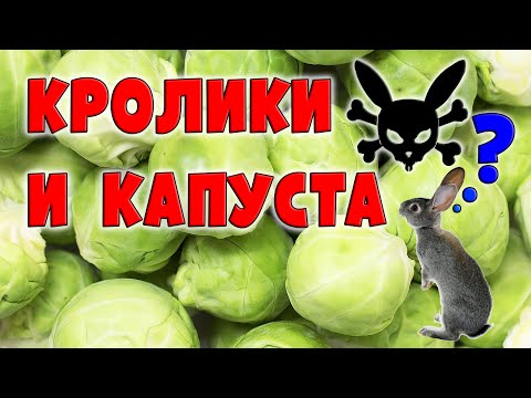 Видео: КРОЛИКИ И КАПУСТА