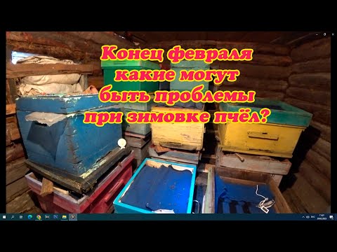 Видео: ЗИМОВКА ПЧЁЛ В КОНЦЕ ФЕВРАЛЯ, НА ЧТО УДЕЛИТЬ ВНИМАНИЕ ДЛЯ ЛУЧШЕЙ ЗИМОВКИ