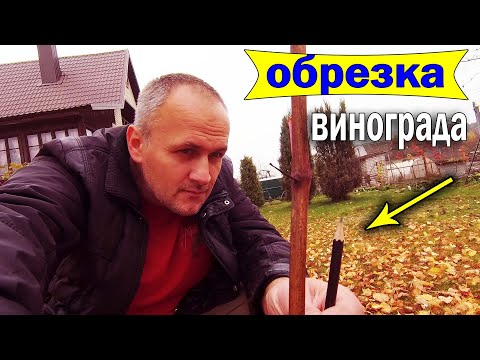 Видео: 🔴🔴Обрезать или рано. Когда обрезать виноград. Обрезка винограда осенью