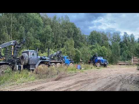 Видео: ЖИВУ ОДИН В ГЛУХОМ ЛЕСУ. ПОДГОТОВКА К ОСЕННЕЙ ОХОТЕ. ТАЁЖНАЯ ИЗБА ПРИЮТИЛА. НОВАЯ РАБОТА НА ЛЕСОВОЗЕ