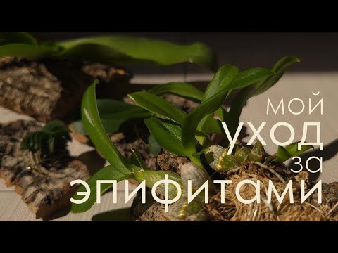 Видео: УХОД за ОРХИДЕЯМИ на коре и ТИЛЛАНДСИЯМИ | мой опыт 🧪