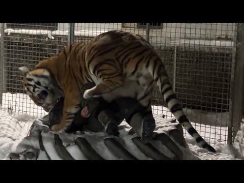 Видео: Тигр Ройс уронил меня!))