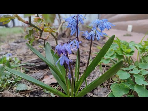 Видео: Розпаковка рослинок, які лікують душу...