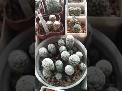 Видео: подготовка  к пересадке. грунт для кактусов