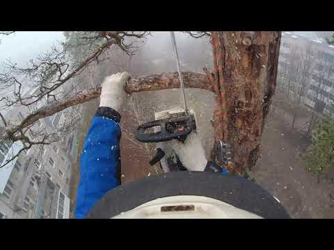 Видео: Спилить сухое дерево во дворе, что может быть проще для арбориста