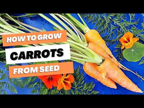 Видео: Полное руководство по выращиванию моркови: от семян до урожая #сад #морковь #усадьба #овощнойсад