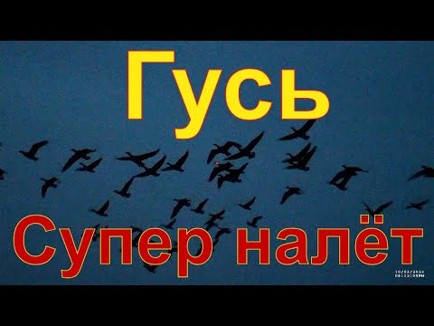 Видео: Охота на осеннего гуся\утку с чучелами Полесник #18 Шикарный налёт