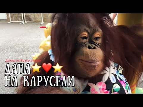 Видео: ЭКСКЛЮЗИВ ДАНА -ЗВЕЗДА ТАЙГАНА❤️на качелях под пальмой❤️.Тайган.. Safari park Taigan.
