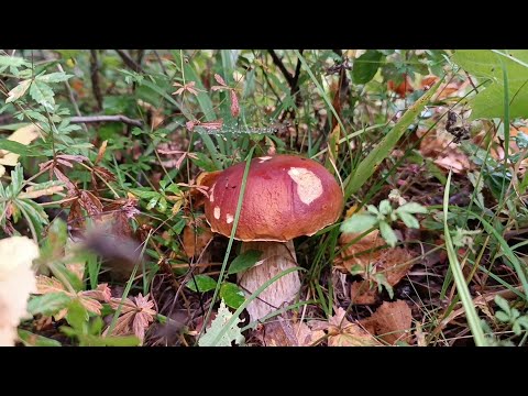 Видео: Ярославские грибы августа. Скромная щедрость...