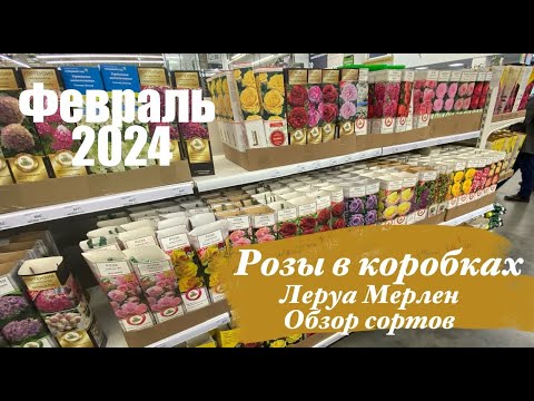 Видео: Розы в коробках/февраль 2024/ Леруа Мерлен 🌹🌹🌹