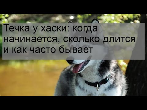 Видео: Течка у хаски: когда начинается, сколько длится и как часто бывает