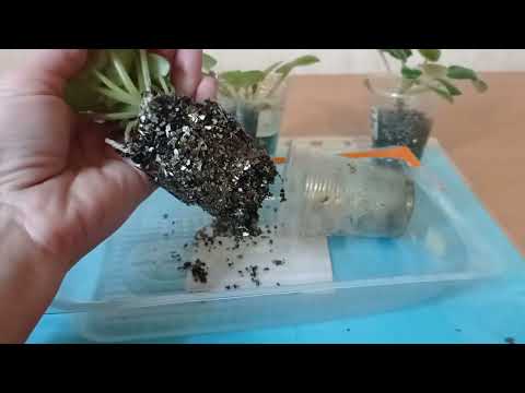 Видео: Классные корни фиалок в вермикулите!