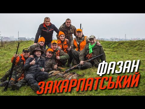 Видео: Панське полювання на ФАЗАНА
