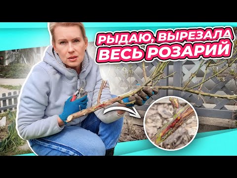 Видео: А У ВАС ТАКОЕ ЕСТЬ? ФИШКА СЕЗОНА 2023 - ИНФЕКЦИОННЫЙ ОЖОГ РОЗ | ПЫТАЮСЬ СПАСТИ РОЗЫ