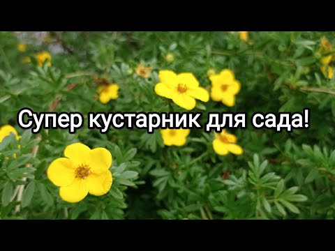 Видео: ЛАПЧАТКА🌸 Черенкование🌱 Результат 💯% 😉👌