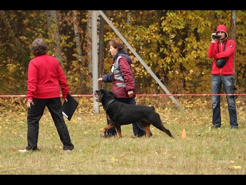 Видео: Кубок Москвы 2014 г. по ОКД и ЗКС.