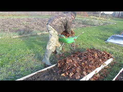 Видео: Как укрыть чеснок на зиму. Проверенный способ. Всхожесть 100%!