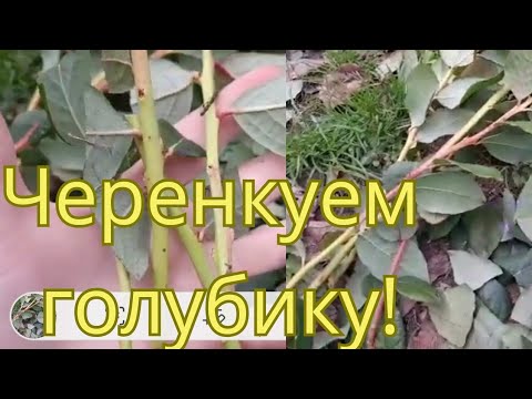 Видео: Черенкуем голубику!