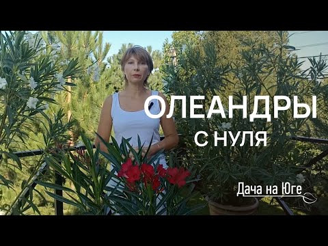 Видео: Дача на Юге - Олеандры с нуля