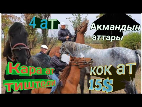 Видео: Кара ат тиштеди