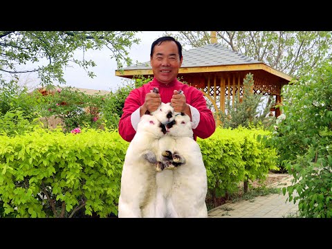 Видео: 3 ЖИРНЫХ КРОЛИКА Жарят с секретной пастой чили и тушат полдня! | Дядя Сельский Гурман