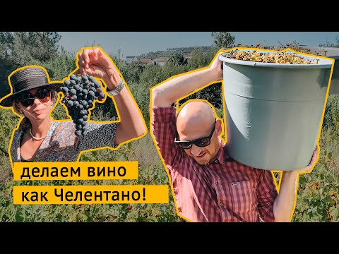 Видео: Собираем виноград и делаем вино в португальской деревне