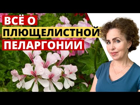 Видео: Плющелистная Пеларгония секреты и особенности ухода.