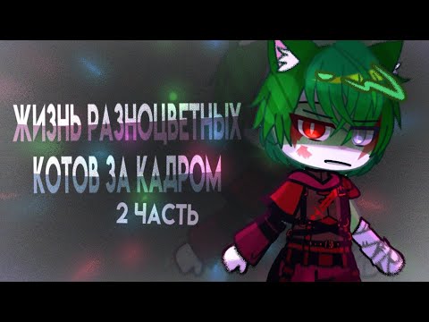 Видео: жизнь разноцветных котов за кадром часть 2