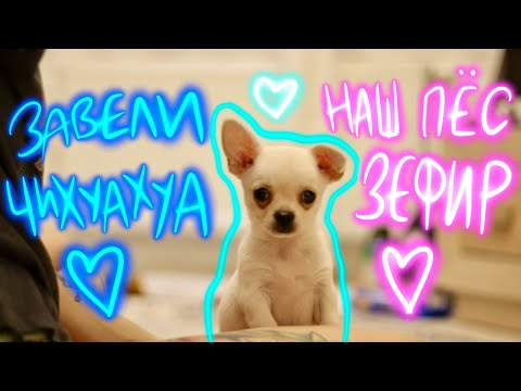 Видео: ЗАВЕЛИ ЩЕНКА ЧИХУАХУА, ЗЕФИР ВПЕРВЫЕ В НОВОМ ДОМЕ