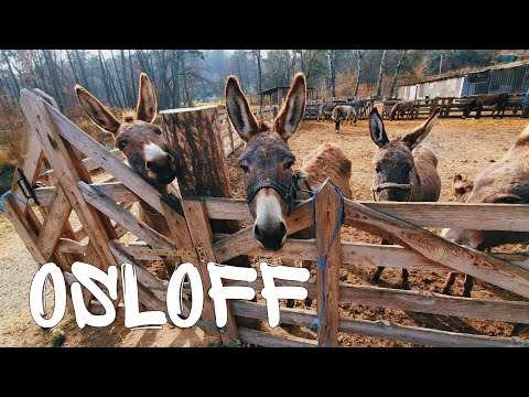 Видео: Ослиная ферма "Osloff" - молоко по 1000 гривен за литр | Эко-туризм на мотоцикле