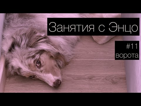 Видео: ЭНЦО #11