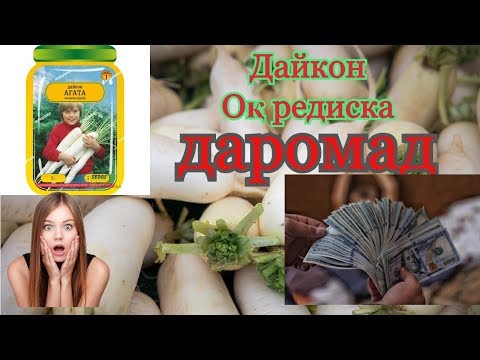 Видео: Уй шароитида Дайкон - ок редискани етиштириш. #Daromad. #оредискаетиштириш #бизнес #янгиэкин
