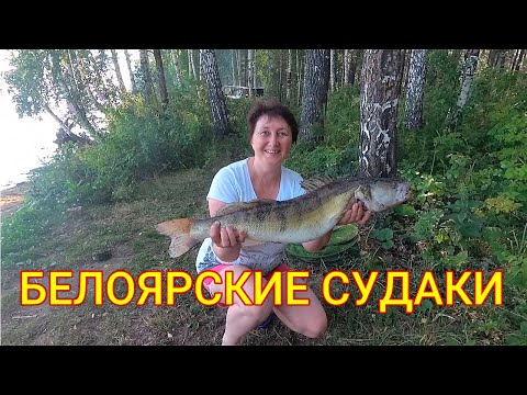 Видео: БЕЛОЯРСКИЕ СУДАКИ В ЖАРУ///ТРОЛЛИНГ///