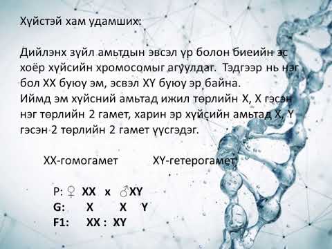 Видео: Генетикийн бодлого бодох аргачлал