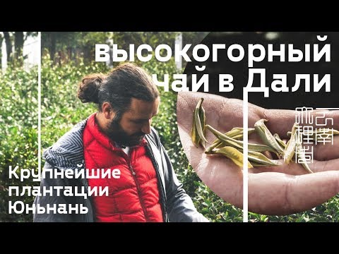 Видео: Высокогорный чай в Дали. Крупнейшие плантации Юньнань