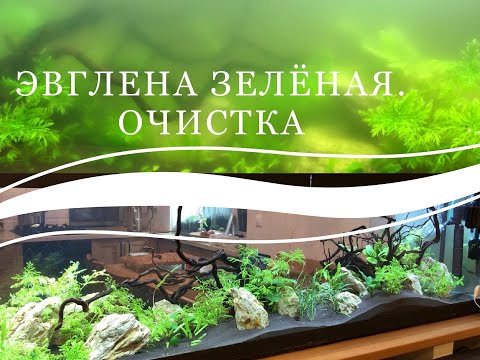 Видео: Эвглена зелёная. Очистка мутной воды в аквариуме на 700 литров до кристальной.