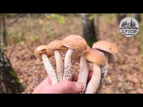 Видео: ПОЧЕМУ МЫ НЕ СОБИРАЕМ ГРИБЫ?  НАШ ВЫБОР НА ХУТОРЕ.